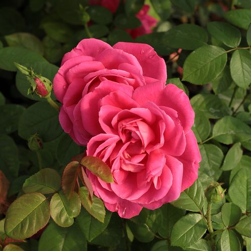 Shop - Rosa Maria Callas® - rosa - teehybriden-edelrosen - stark duftend - Marie-Louise (Louisette) Meilland - Für Rosenbeeten, in Gruppen gepflanzt kann richtig dekorativ sein.